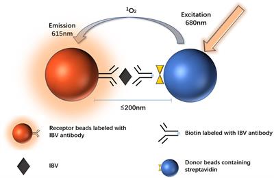 Development of an AlphaLISA assay for sensitive and accurate detection of influenza B virus